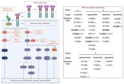 Recent advances in the treatment of non-small cell lung cancer with MET inhibitors